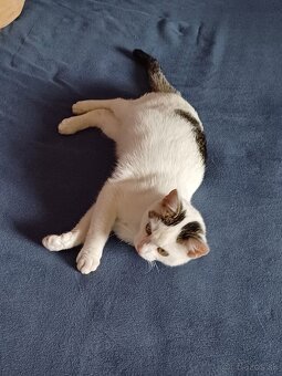 Darujem mladú mačku (Kúty)