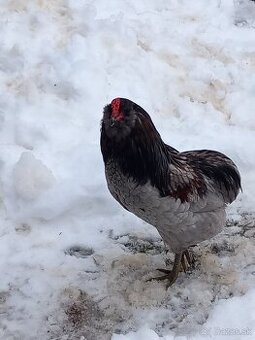 predám kohúta araukana