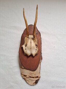 Predam srncie trofeje