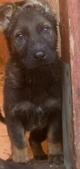 Nemecký ovčiak šteniatka