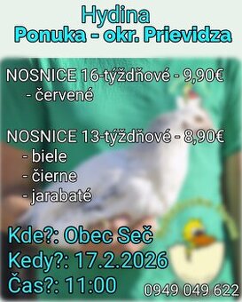 Nosnice tesne pred znáškou