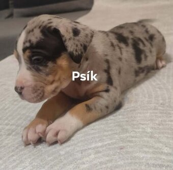 American bully merle xl