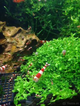 Krevety Caridina Crystal Red +Neocaridina Red rili
