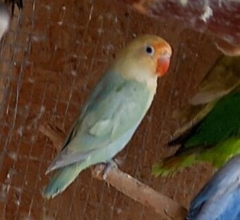 Agapornis fischeri dilute