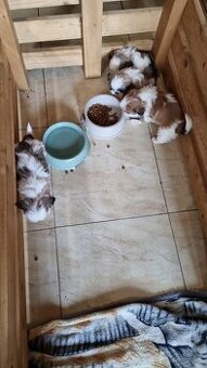 Shih-Tzu šteniatka (shitzu, si-tzu)