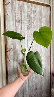 Monstera deliciosa 3ks odrezkov