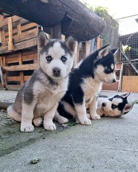 Sibirsky husky