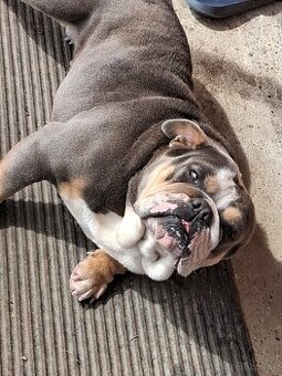 Anglicky buldog