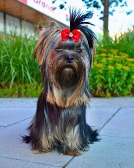 Jorkšírský teriér / Yorkshire Terrier / York / Jork