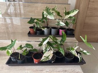Syngonium albo veriegata