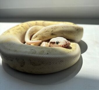 Python Regius/Pytón Kráľovský/Krajta Královská