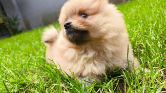 Pomeranian mini - fenka