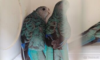 Rozela žltolíca / Platycercus icterotis