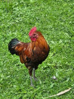 Ayam ketava