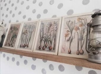 Sada 4 kusov botanických obrázkov Cibuľoviny...