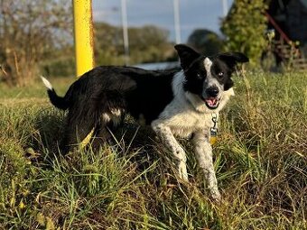 Border collie  psik