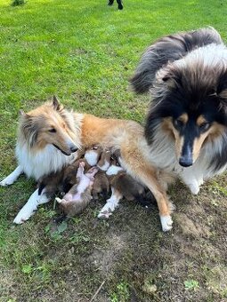 Šteniatka Dlhosrstej kólie