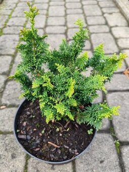 Predaj okrasnych drevin