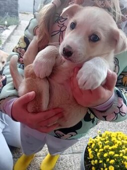 Darujeme 2 Steniatka su cca 5 tyzdnove