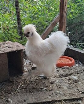 Hodvabnicka - kohuty