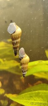 Slimák Brotia herculea +Gupky