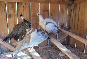 Predám mladé minuloročné pávy rôznych mutácii