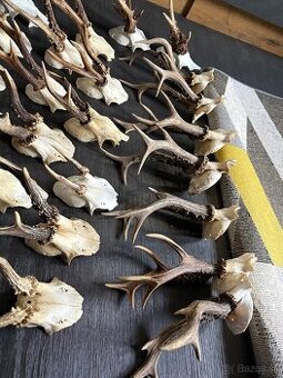 Parozie,parohy,paroh,zhody