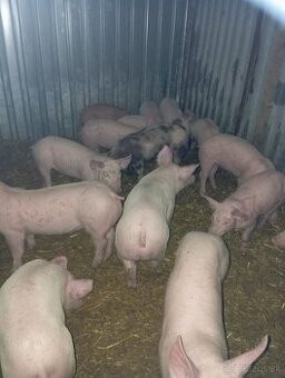 Odstavčata 20-25kg