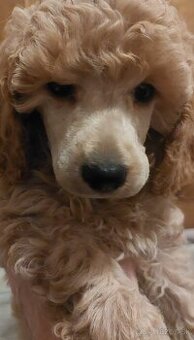 Psik pudel pudlik s PP