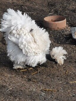 Nasadové vajíčka hodvábnicka