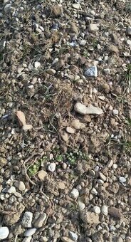 Darujem kamenistu zem