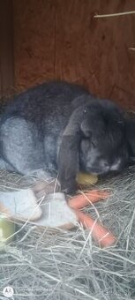 Francúzsky baran samica cca 2 roky