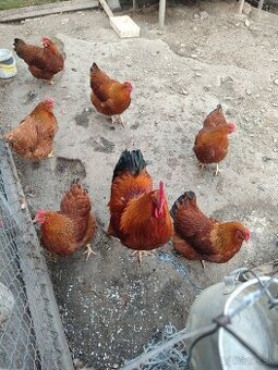 Predám nasadove vajíčka Hempšir. Lenghor