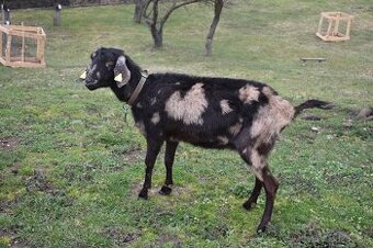 Predam podielove Anglonubijske kozy