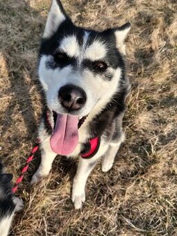 Sibírsky Husky fenka