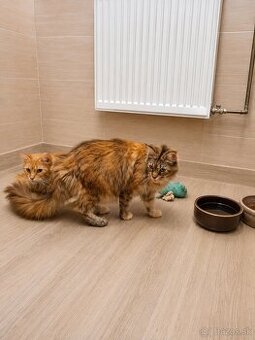 Mainska myvalia, maine coon, mco
