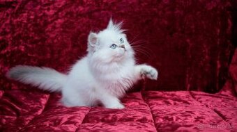 Kocúrik British Longhair biely | Rodokmeň | Snow White | Rez