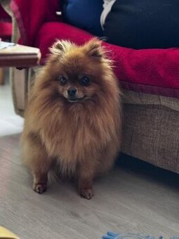 pomeranian na krytie - párenie