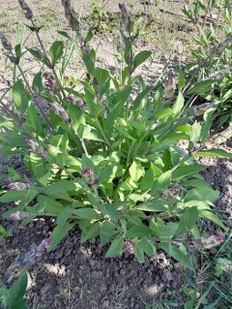 Salvia lekarska