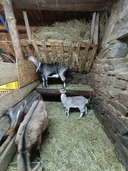 Predám kozy