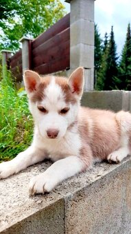 Sibirsky husky hasky