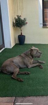 Krásny dvojročný bandog