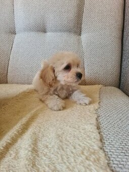 Maltipoo