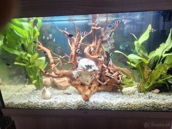 Zdravím nove akvarium zo všetkým