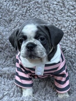 mops