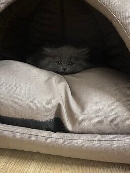 Predám britské dlhosrsté mačiatka - 1