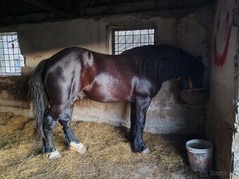 Predám Ťažného Žrebca