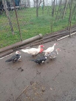 Predám čínske kačice a káčerov