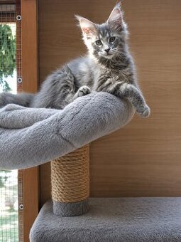 Mainska mývalia, maine coon, MCO