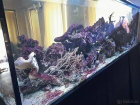 Morské koralové kamene